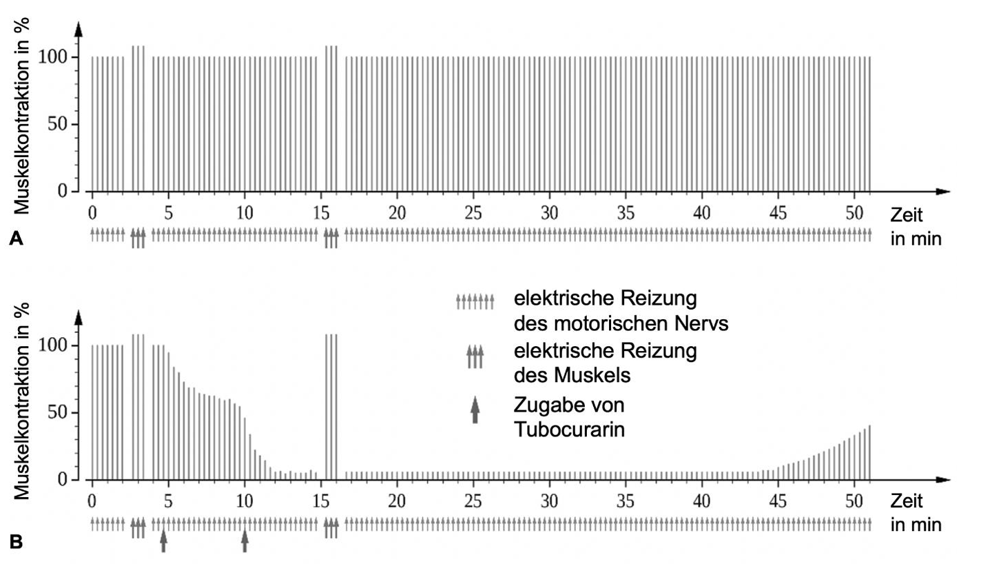 Zwei Diagramme (A,B): Muskelkontraktion (%) über Zeit bei Nerven- und Muskelreizung sowie nach Zugabe von Tubocurarin.